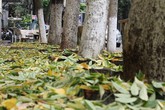 Hà Nội: Hàng sưa cổ thụ hàng chục năm tuổi bỗng nhiên rụng lá bất thường Hà Nội: Hàng sưa cổ thụ hàng chục năm tuổi bỗng nhiên rụng lá bất thường