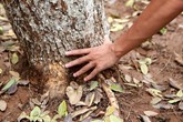 Người dân nỗ lực cứu chữa hàng sưa nghi bị "đầu độc" ở Thủ đô Người dân nỗ lực cứu chữa hàng sưa nghi bị "đầu độc" ở Thủ đô