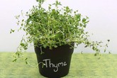 8 loại rau thơm chỉ trồng trong góc bếp cũng “lớn nhanh như thổi” 8 loại rau thơm chỉ trồng trong góc bếp cũng “lớn nhanh như thổi”