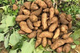Người thành phố vào mùa săn đặc sản sâm đất từ núi cao về Người thành phố vào mùa săn đặc sản sâm đất từ núi cao về