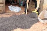 Loại côn trùng lạ tấn công nhà dân ở Phú Yên "phiền phức" ra sao? Loại côn trùng lạ tấn công nhà dân ở Phú Yên "phiền phức" ra sao?