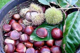 Hạt dẻ - vua của loài quả khô phòng nhiều bệnh Hạt dẻ - vua của loài quả khô phòng nhiều bệnh