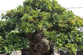 Mãn nhãn với cây ngâu bonsai cổ thụ trị giá hàng tỷ đồng Mãn nhãn với cây ngâu bonsai cổ thụ trị giá hàng tỷ đồng