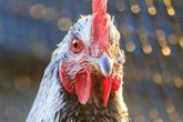 Bà lão bị gà mổ chết khi vào chuồng nhặt trứng Bà lão bị gà mổ chết khi vào chuồng nhặt trứng