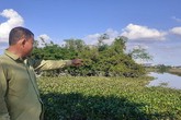 Trưởng thôn ở Hà Tĩnh kể phút tận mắt thấy cá sấu 2m nổi trên sông Trưởng thôn ở Hà Tĩnh kể phút tận mắt thấy cá sấu 2m nổi trên sông