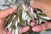Đặc sản miền Tây giảm giá một nửa khi lũ về Đặc sản miền Tây giảm giá một nửa khi lũ về