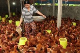 Khốn khổ gà rẻ như rau, lại thêm điềm báo phá sản nguy hiểm Khốn khổ gà rẻ như rau, lại thêm điềm báo phá sản nguy hiểm