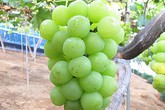 Cách nhà vườn Nhật sản xuất nho xa xỉ Cách nhà vườn Nhật sản xuất nho xa xỉ