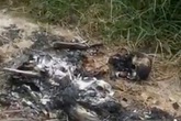 Nhiều đoạn xương bị đốt cháy trong nghĩa trang Nhiều đoạn xương bị đốt cháy trong nghĩa trang