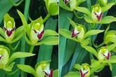 Đại gia Hà thành chi 2 tỷ mua lan Trần Mộng siêu hiếm chơi Tết Đại gia Hà thành chi 2 tỷ mua lan Trần Mộng siêu hiếm chơi Tết