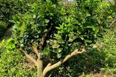Đại gia chơi lạ, bỏ chục triệu mua gốc bưởi toàn lá trưng Tết Đại gia chơi lạ, bỏ chục triệu mua gốc bưởi toàn lá trưng Tết