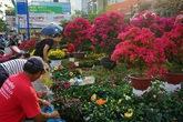 Những loại hoa Tết người Sài Gòn thường mua để mang lại tài lộc, may mắn cả năm Những loại hoa Tết người Sài Gòn thường mua để mang lại tài lộc, may mắn cả năm