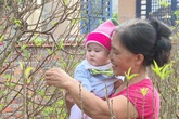 Độc đáo loại “cây gọi Tết” giúp cả làng ấm no Độc đáo loại “cây gọi Tết” giúp cả làng ấm no