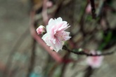 Đào rừng cổ Tây Bắc giá cả triệu đồng đang rộn ràng khắp phố Hà Nội, sẵn sàng phục vụ Tết Nguyên đán Đào rừng cổ Tây Bắc giá cả triệu đồng đang rộn ràng khắp phố Hà Nội, sẵn sàng phục vụ Tết Nguyên đán