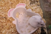 Vì sao Chuột Hamster siêu đắt nhiều người vẫn rinh về chơi Tết Canh Tý? Vì sao Chuột Hamster siêu đắt nhiều người vẫn rinh về chơi Tết Canh Tý?