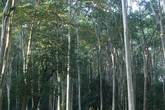 Đi săn khỉ, một thanh niên bị súng cướp cò tử vong tại chỗ Đi săn khỉ, một thanh niên bị súng cướp cò tử vong tại chỗ