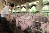 Thịt lợn giảm giá mạnh, mấy triệu hộ dân lại lo lắng Thịt lợn giảm giá mạnh, mấy triệu hộ dân lại lo lắng