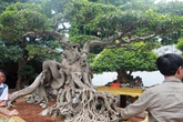 Nữ đại gia giấu chồng, mang 5 tỷ đồng đi mua 'siêu cây' dáng quái Nữ đại gia giấu chồng, mang 5 tỷ đồng đi mua 'siêu cây' dáng quái