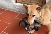 Chú chó mẹ tha con chạy lũ bây giờ ra sao? Chú chó mẹ tha con chạy lũ bây giờ ra sao?