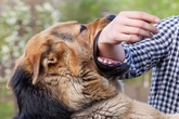 Người đàn ông tử vong do bị chó cắn Người đàn ông tử vong do bị chó cắn
