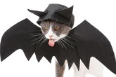 Chủ nhân rút hầu bao, chi đậm sắm đồ Halloween cho thú cưng Chủ nhân rút hầu bao, chi đậm sắm đồ Halloween cho thú cưng