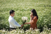 Cúc họa mi đầu mùa vẫy gọi khách nườm nượp đổ về Nhật Tân chụp ảnh Cúc họa mi đầu mùa vẫy gọi khách nườm nượp đổ về Nhật Tân chụp ảnh