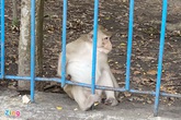 Bắn thuốc mê để di dời đàn khỉ khỏi Tòa thánh ở Tây Ninh Bắn thuốc mê để di dời đàn khỉ khỏi Tòa thánh ở Tây Ninh