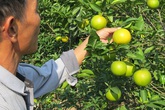 Đứng ngồi không yên khi "cam tiến Vua" ở Nghệ An rụng đầy vườn sau mưa lũ Đứng ngồi không yên khi "cam tiến Vua" ở Nghệ An rụng đầy vườn sau mưa lũ