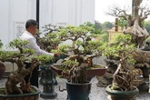 Đại gia chi gần 10 tỷ đồng mua cây cảnh đặt trên sân thượng ngắm mỗi ngày Đại gia chi gần 10 tỷ đồng mua cây cảnh đặt trên sân thượng ngắm mỗi ngày