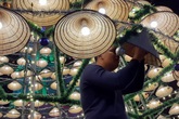Độc đáo cây thông Noel được kết từ 1.000 nón lá ở Nghệ An Độc đáo cây thông Noel được kết từ 1.000 nón lá ở Nghệ An
