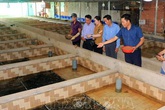Bỏ chức giám đốc, về quê nuôi lươn giống lãi tiền tỷ mỗi năm Bỏ chức giám đốc, về quê nuôi lươn giống lãi tiền tỷ mỗi năm