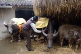 Các tỉnh miền Bắc chủ động chống rét tránh thiệt hại cho cây trồng, vật nuôi Các tỉnh miền Bắc chủ động chống rét tránh thiệt hại cho cây trồng, vật nuôi