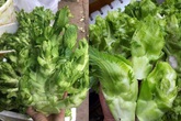 Sự thật đằng sau rau mầm đá xanh mướt giá 20.000 đồng/kg khiến ai cũng phải dè chừng Sự thật đằng sau rau mầm đá xanh mướt giá 20.000 đồng/kg khiến ai cũng phải dè chừng