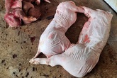 Phát hiện gần 1 tấn thịt lợn thối chuẩn bị đưa đi tiêu thụ Phát hiện gần 1 tấn thịt lợn thối chuẩn bị đưa đi tiêu thụ