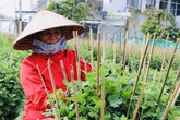 Làng trồng hoa Tết Dạ Lê Chánh (Thừa Thiên - Huế) “hồi sinh” sau lũ Làng trồng hoa Tết Dạ Lê Chánh (Thừa Thiên - Huế) “hồi sinh” sau lũ