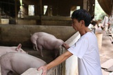 Sở Công thương xác định có sự thiếu hụt nguồn cung thịt lợn trong dịp Tết Nguyên đán Tân Sửu 2021? Sở Công thương xác định có sự thiếu hụt nguồn cung thịt lợn trong dịp Tết Nguyên đán Tân Sửu 2021?