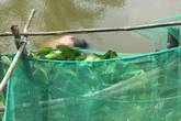 Thi thể người đàn ông nước ngoài trôi dưới kênh ở Bạc Liêu Thi thể người đàn ông nước ngoài trôi dưới kênh ở Bạc Liêu