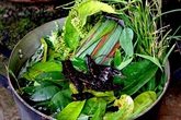 Nồi lá xông và tác dụng tuyệt vời đối với sức khỏe thời điểm này Nồi lá xông và tác dụng tuyệt vời đối với sức khỏe thời điểm này