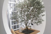 Nhà phố 38m² trong hẻm nhỏ đẹp không kém nhà trong phim ở Quận Gò Vấp, TP. HCM Nhà phố 38m² trong hẻm nhỏ đẹp không kém nhà trong phim ở Quận Gò Vấp, TP. HCM