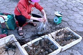 Hải sản 'nhà giàu' rẻ chưa từng có, bán la liệt vỉa hè Hải sản 'nhà giàu' rẻ chưa từng có, bán la liệt vỉa hè