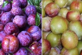 Mận hậu 300.000 đồng/kg vẫn gây "sốt" ngày dịch, thương lái chia sẻ cách phân biệt mận hậu và mận Trung Quốc để tránh bị lừa Mận hậu 300.000 đồng/kg vẫn gây "sốt" ngày dịch, thương lái chia sẻ cách phân biệt mận hậu và mận Trung Quốc để tránh bị lừa