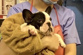Dịch vụ đón thú cưng đi tắm, giải khuây cho chó mèo 'đắt hàng' mùa dịch Dịch vụ đón thú cưng đi tắm, giải khuây cho chó mèo 'đắt hàng' mùa dịch