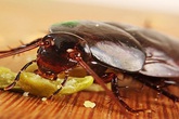 Loại quả khiến gián sợ khiếp vía, một đi không trở lại Loại quả khiến gián sợ khiếp vía, một đi không trở lại