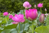 Nhờ bài thuốc giảm béo bằng ngó sen của bác sỹ Việt Nam, cặp vợ chồng béo phì Trung Quốc chờ đợi suốt 5 năm để nói lời cảm ơn Nhờ bài thuốc giảm béo bằng ngó sen của bác sỹ Việt Nam, cặp vợ chồng béo phì Trung Quốc chờ đợi suốt 5 năm để nói lời cảm ơn