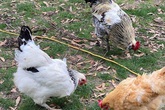 Vui mắt cảnh ở nhà chăn gà, thả cá của vợ chồng Hồng Ngọc trên đất Mỹ Vui mắt cảnh ở nhà chăn gà, thả cá của vợ chồng Hồng Ngọc trên đất Mỹ