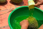 Sầu riêng nhúng thuốc đem đi bán: 'Không nhúng không dám bán' Sầu riêng nhúng thuốc đem đi bán: 'Không nhúng không dám bán'