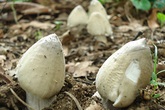 Nấm mối là nấm gì mà dù đắt đỏ giá tiền triệu nhưng các bà nội trợ vẫn lùng mua bằng được kể cả đặt hàng cả tuần mới có? Nấm mối là nấm gì mà dù đắt đỏ giá tiền triệu nhưng các bà nội trợ vẫn lùng mua bằng được kể cả đặt hàng cả tuần mới có?
