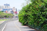 Sự thay đổi đáng kinh ngạc của tuyến đường đi bộ dọc sông Tô Lịch sau một năm đi vào hoạt động Sự thay đổi đáng kinh ngạc của tuyến đường đi bộ dọc sông Tô Lịch sau một năm đi vào hoạt động