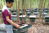 Hà Tĩnh: Hàng trăm tổ ong trong trại nuôi ong của người dân bỗng nhiên chết bất thường Hà Tĩnh: Hàng trăm tổ ong trong trại nuôi ong của người dân bỗng nhiên chết bất thường