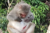 Vì sao khỉ trên núi Sơn Trà đầy thương tích? Vì sao khỉ trên núi Sơn Trà đầy thương tích?